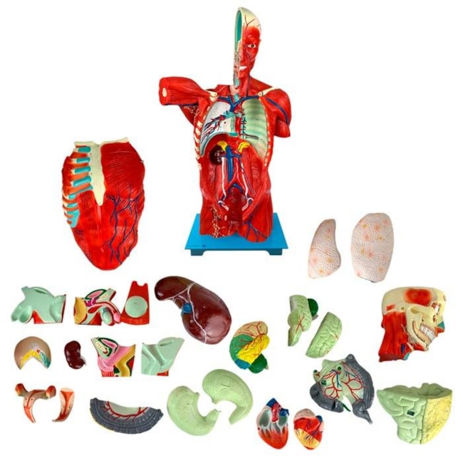 Torso Humano Muscular Bissexual 108cm com Órgãos Internos em 27 Partes-571953a9-cd74-4963-af2a-6daa5a7349e0
