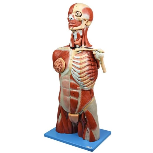 Torso Humano Muscular Luxo com Órgãos Internos em 41 Partes