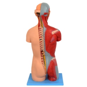 Torso Luxo 85 cm Bissexual com Coluna Exposta em 32 partes