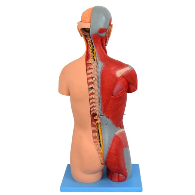 Torso Luxo 85 cm Bissexual com Coluna Exposta em 32 partes-b18d2334-8e70-41c7-be91-d374240ac478