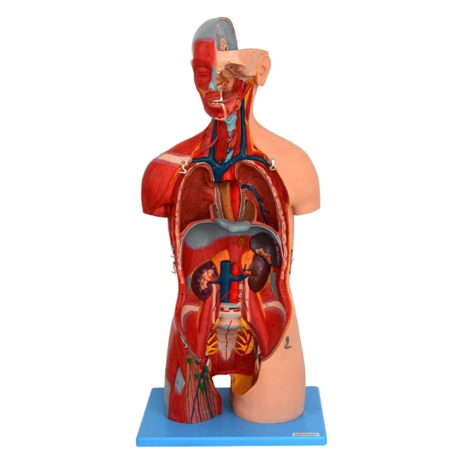 Torso Luxo 85 cm Bissexual com Coluna Exposta em 32 partes-57149495-2747-4618-878c-88db4b23cd20