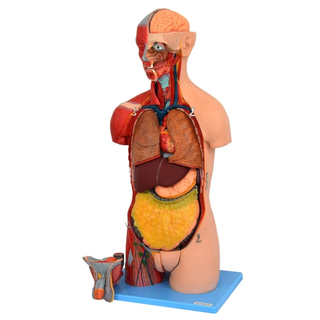 Torso Luxo 85 cm Bissexual com Coluna Exposta em 32 partes-e4078f48-3064-491f-a7b7-0c4a89d650a0