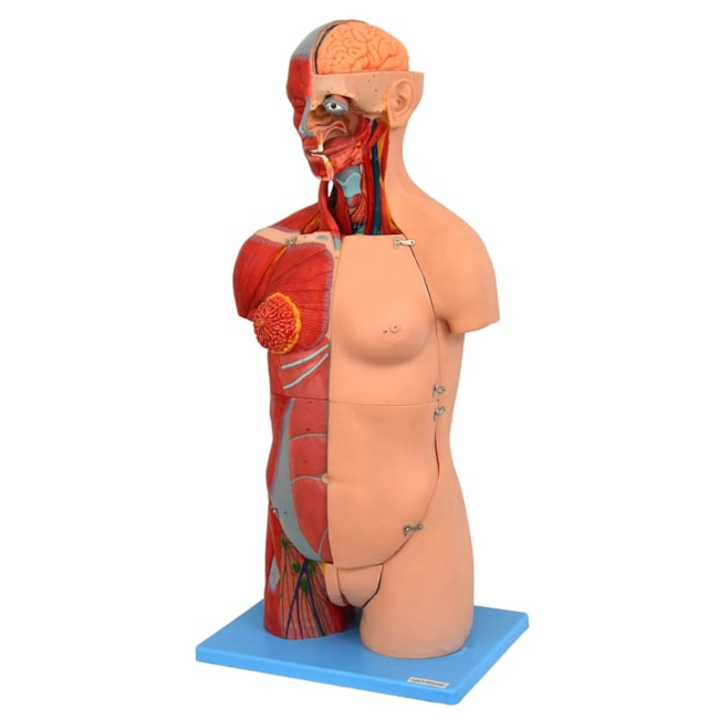 Torso Luxo 85 cm Bissexual com Coluna Exposta em 32 partes-5f821db9-4fc6-4d74-b18d-6e637cfaa624