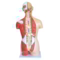 Torso Muscular Bissexual 85 cm-62ee4023-2605-47f2-aeb8-1e08fb0e12ff