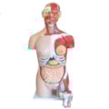 Torso Muscular Bissexual 85 cm-e41aadc5-e26f-4700-99e3-63c5ecba2532