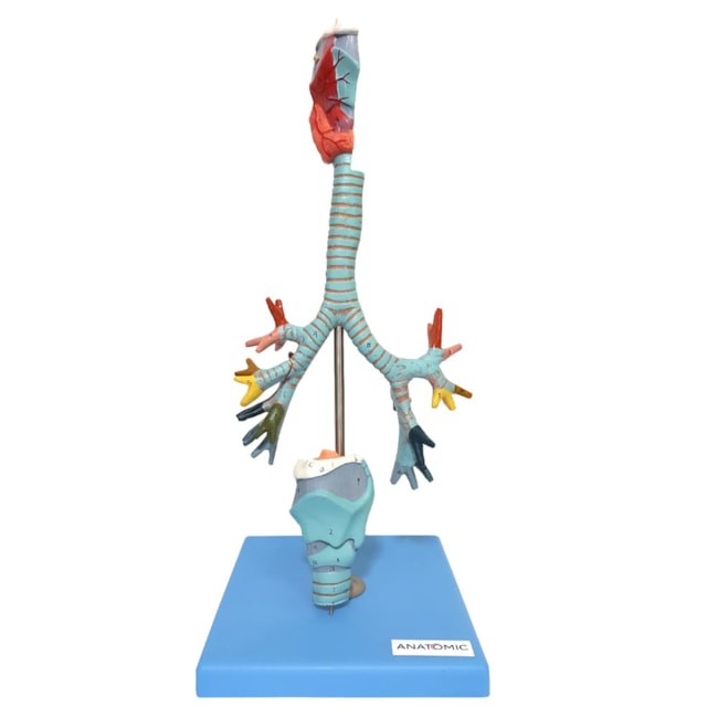 Traqueia Laringe e Árvore Brônquica-60e3de8f-80b8-4291-ab7d-99e2f6235743