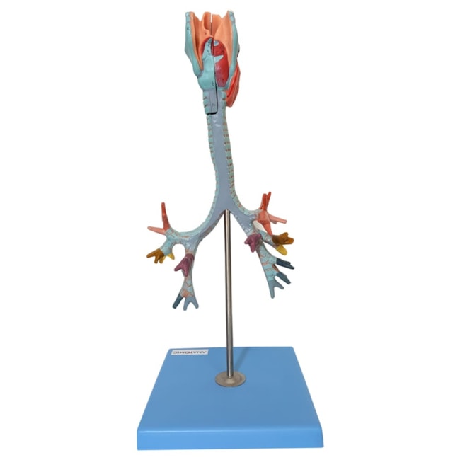 Traqueia Laringe e Árvore Brônquica-0bf38e64-6153-4578-8c25-936dabe68b95