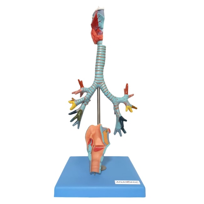 Traqueia Laringe e Árvore Brônquica-075dbe14-82c1-423c-804d-346694fdafa8