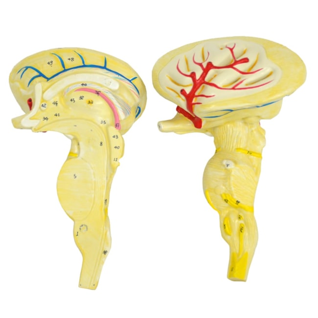 Tronco Encefálico-8a74a60e-3fc8-4734-b277-f4a0cd08e73a