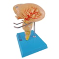 Tronco Encefálico-2cf2b987-c64b-4371-8157-79891aa0e8f0