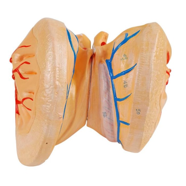 Tronco Encefálico-cce177cf-71f9-488e-80fb-40d7265d6268