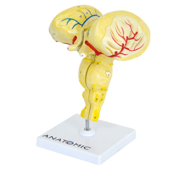 Tronco Encefálico-12f82211-6f8d-4d60-b6eb-9ca3b626cf48