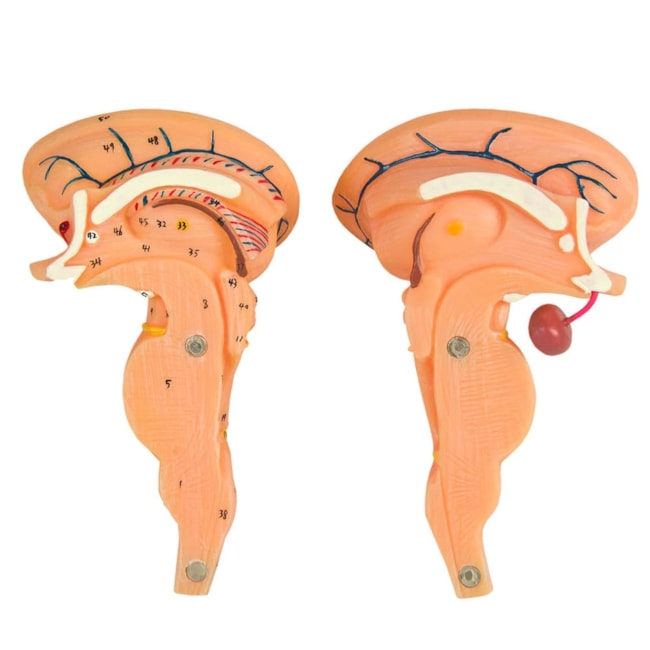 Tronco Encefálico Luxo-d2e992fb-52ce-477c-9768-b2715769d151