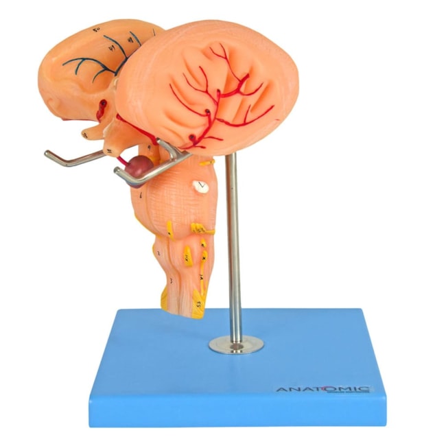 Tronco Encefálico Luxo-c412c9a8-1fb9-4075-8005-d0acb7d722d5