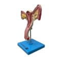 Útero com Trompas-1693329e-6831-4b94-af55-14c0ca1489b5