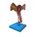 Útero com Trompas-aabe8cf3-df56-4ce6-ab95-41bfd4f61d38