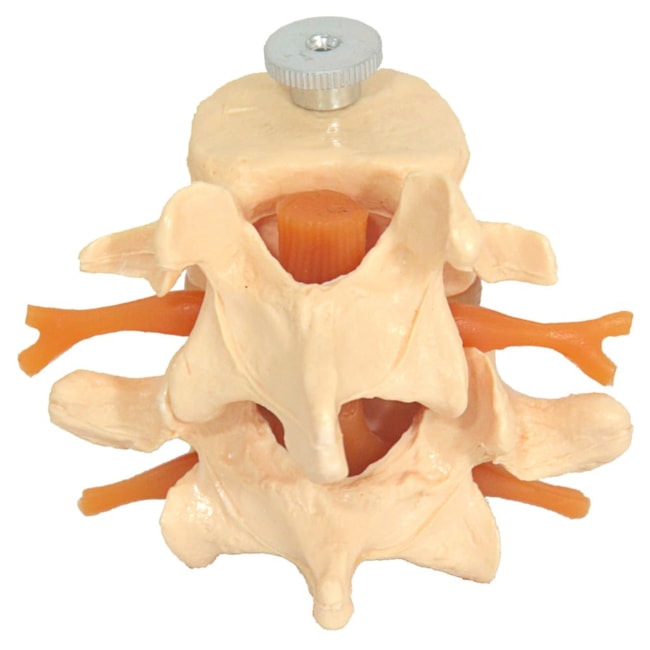 Vértebras Lombares 2 Peças-25a5473f-205e-43f3-a0c1-197ffb34866a