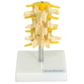 Vertebras Lombares 3 Peças-a85f4544-9269-48b7-b554-2c727441af1a