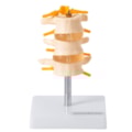 Vertebras Lombares 3 Peças-7adabbf0-909d-4a55-8e99-5228277a614f