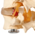 Vertebras Lombares 4 Peças-56f4e99f-dfb6-48b4-9631-4c13b03127e1