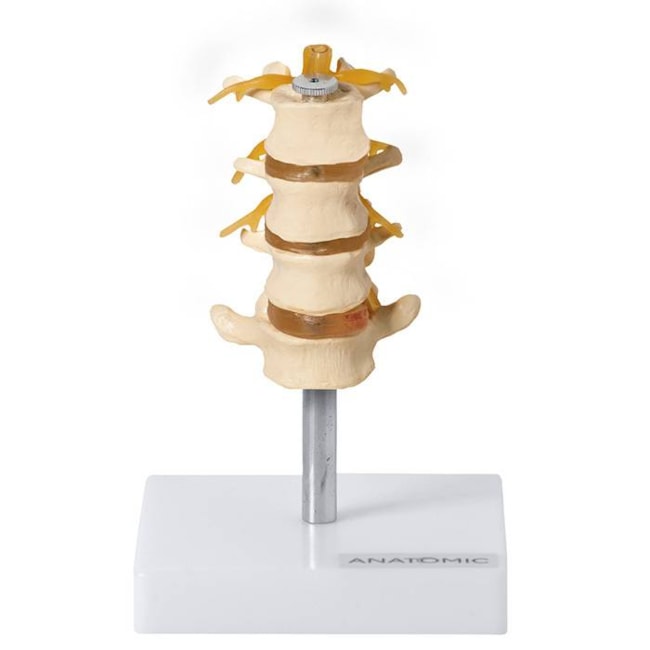 Vertebras Lombares 4 Peças-630a794b-2f21-4910-af88-c76e2001d25b