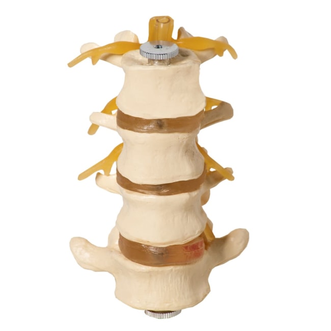 Vertebras Lombares 4 Peças-cbf98c62-b853-4b8a-8d14-43d249e3970c