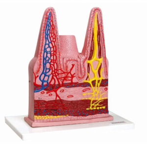 Vilosidades Intestinais