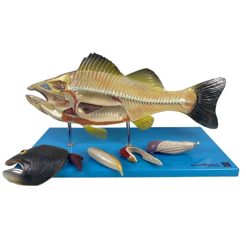 Modelo da anatomia do peixe em corte mediano com órgãos removíveis, montado em base