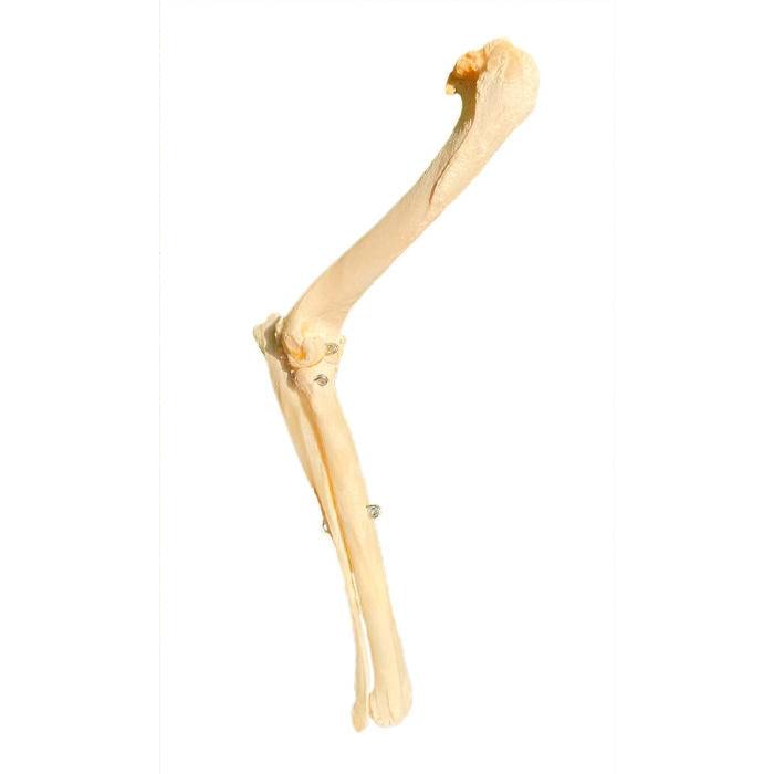 Articulação Úmero-Rádio-Ulna Canina Natural - Biomodelo Veterinário (Cotovelo)