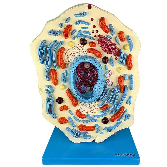 Modelo 3D de célula animal ampliada 20.000 vezes sobre base