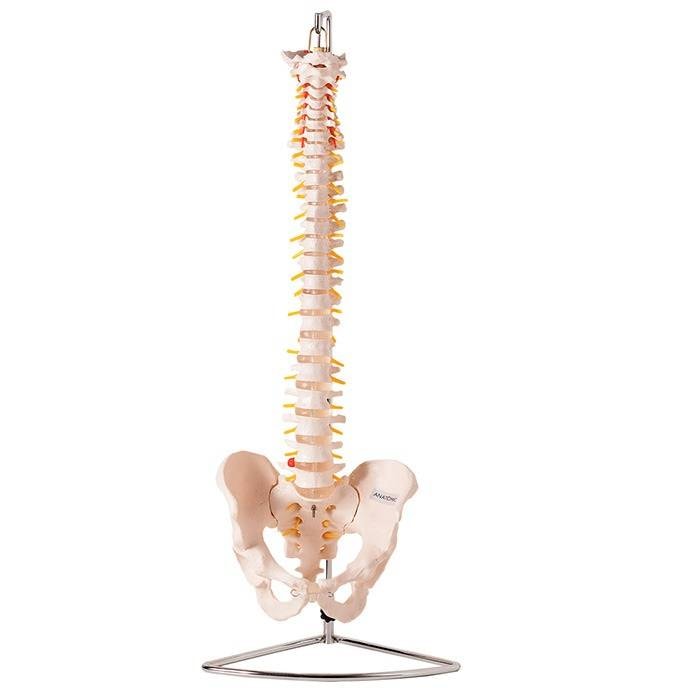 Coluna vertebral flexível em tamanho natural com pelve e suporte