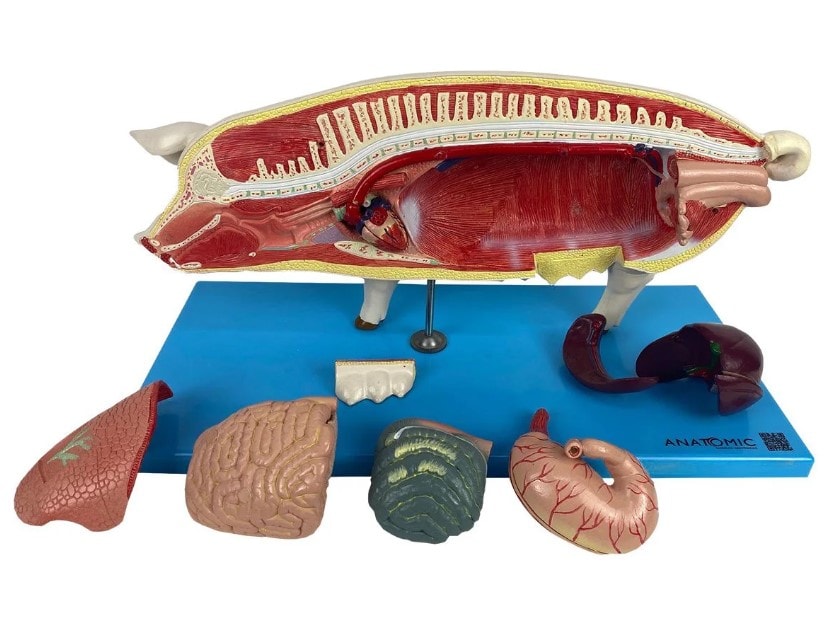 Modelo da anatomia do porco com 18 partes removíveis e musculatura visível, montado em base