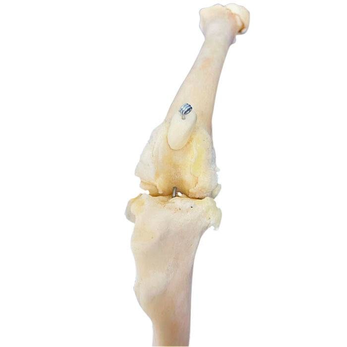 Articulação do Joelho Canino Natural - Biomodelo Veterinário