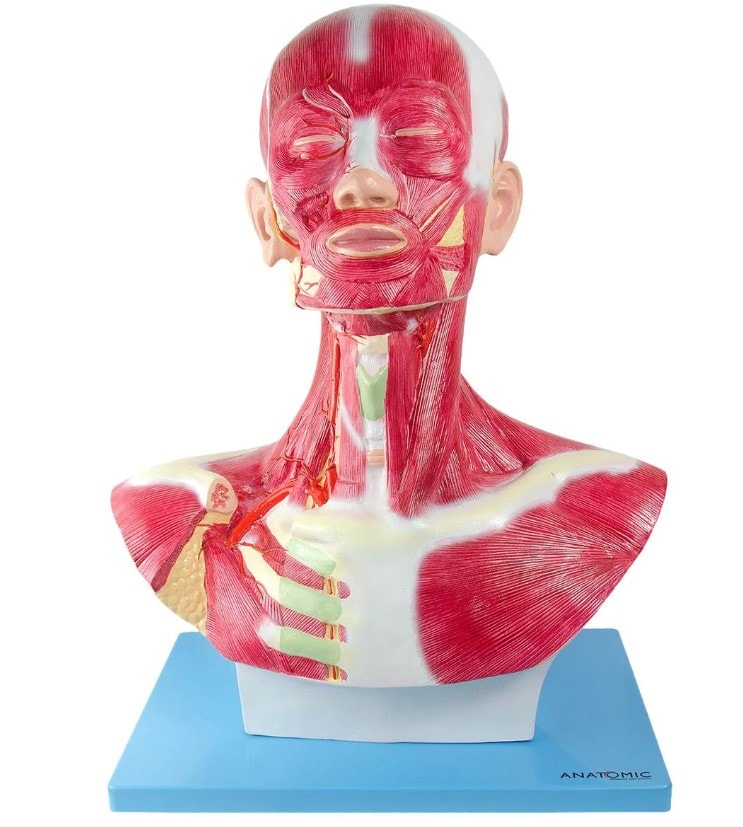 Modelo de cabeça e pescoço muscular com vasos e nervos montado sobre base