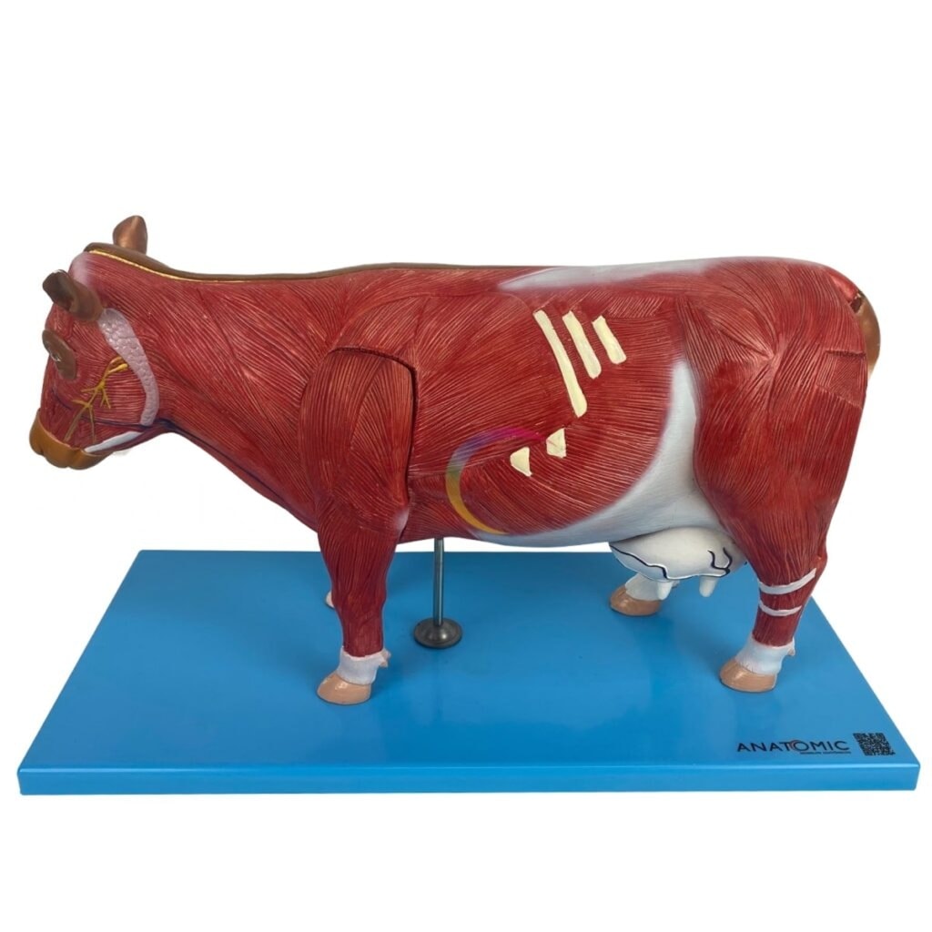 Modelo da anatomia da vaca em 12 partes, com musculatura e órgãos removíveis
